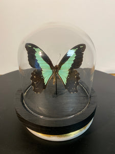 Globe papillon