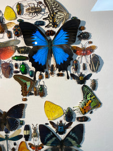 Cadre tête de mort aux insectes moyen modèle
