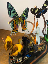 Charger l&#39;image dans la galerie, Envolée de papillons sous globe Napoleon 3, ENVOI IMPOSSIBLE
