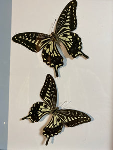 Cadre duo de papillons