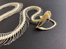 Charger l&#39;image dans la galerie, Cadre squelette de serpent
