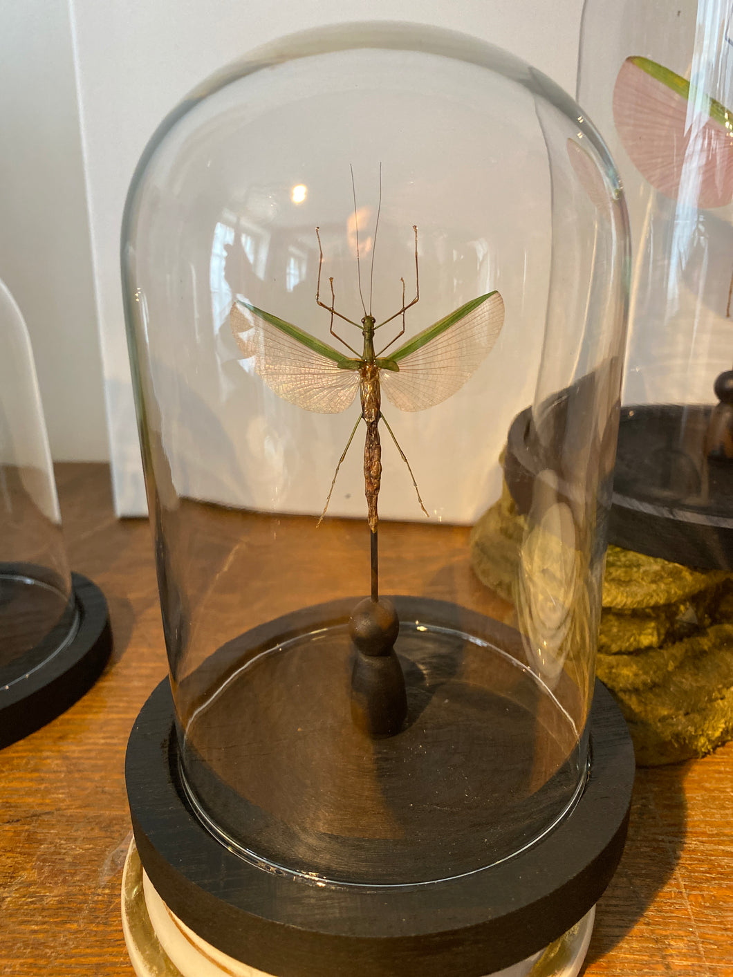 Phasme necroscia sous globe