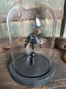 Globe en verrre scarabée ailes ouvertes