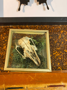 Véritable crane de lapin dans sa boîte en verre