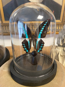 Globe papillon graphium millon