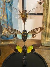 Charger l&#39;image dans la galerie, Globe trio de cigales
