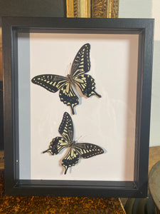 Cadre duo de papillons
