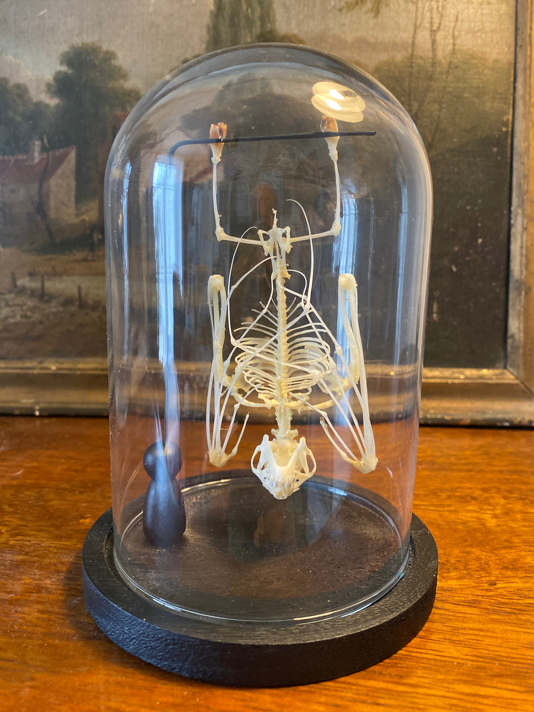 Véritable squelette de chauve-souris sous globe en verre
