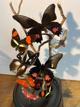 Charger l&#39;image dans la galerie, Globe envolée de papillons d’insectes
