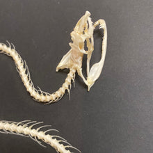 Charger l&#39;image dans la galerie, Cadre squelette de serpent grand modèle
