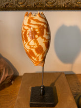 Charger l&#39;image dans la galerie, Coquillage voluta melo amphora
