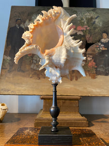 coquillage Murex grand modèle