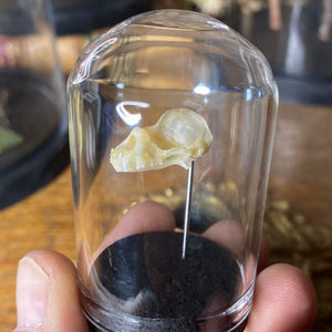 Petit globe contenant un véritable crâne de chauve souris