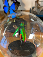 Charger l&#39;image dans la galerie, Globe bulle chrysochroa Aurora

