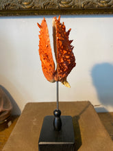 Charger l&#39;image dans la galerie, Coquillage spondylus
