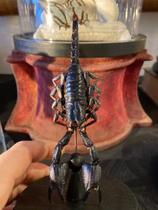 Globe véritable scorpion
