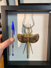 Charger l&#39;image dans la galerie, Cadre phasme
