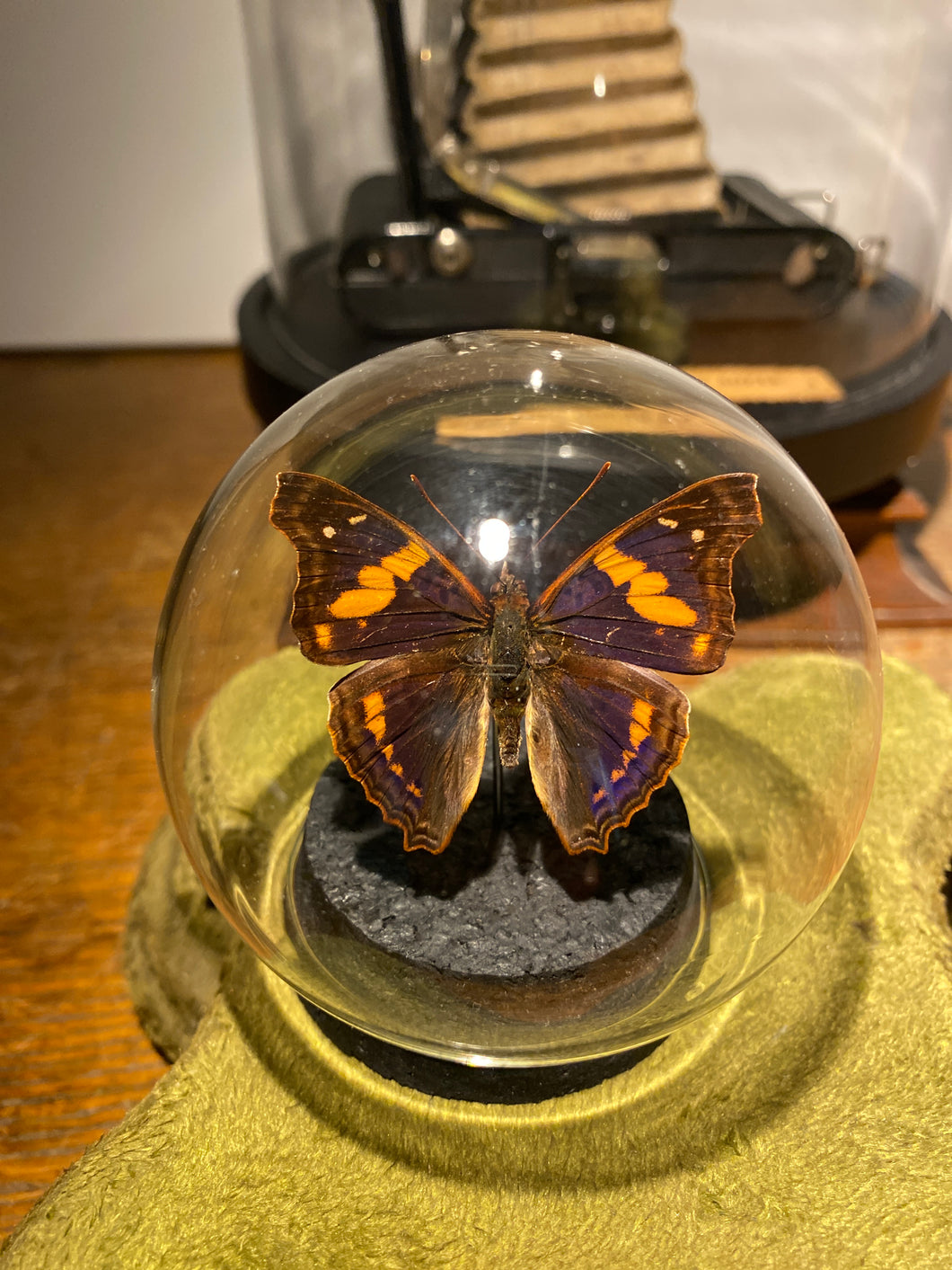 Globe bulle papillon doxocota elis