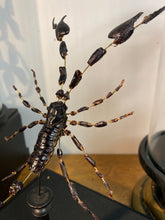 Charger l&#39;image dans la galerie, Eclaté de scorpion sous vitrine
