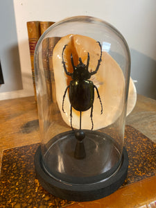 Globe en verre avec chalcosoma atlas