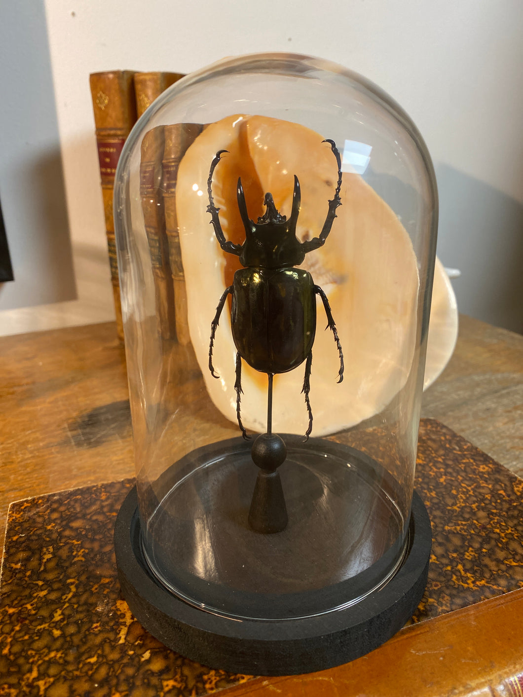 Globe en verre avec chalcosoma atlas