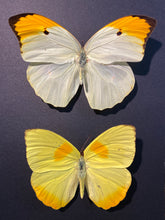 Charger l&#39;image dans la galerie, Cadre duo papillons
