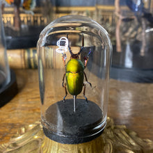 Charger l&#39;image dans la galerie, Petit globe contenant un Lampima adolphinae
