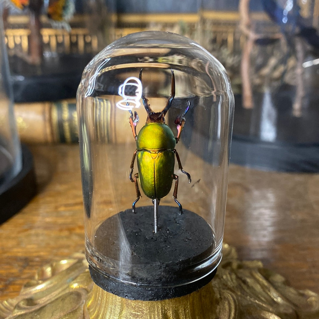 Petit globe contenant un Lampima adolphinae