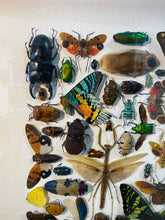 Charger l'image dans la galerie, Cadre aux insectes
