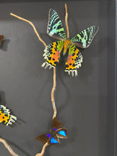 Charger l'image dans la galerie, Cadre envolées de papillons
