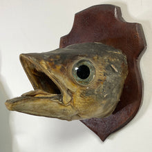 Charger l&#39;image dans la galerie, Tête de poisson naturalisé

