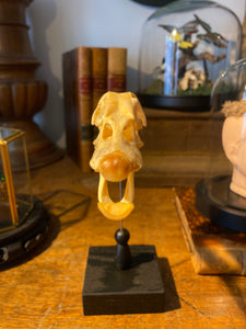 Crâne de canard