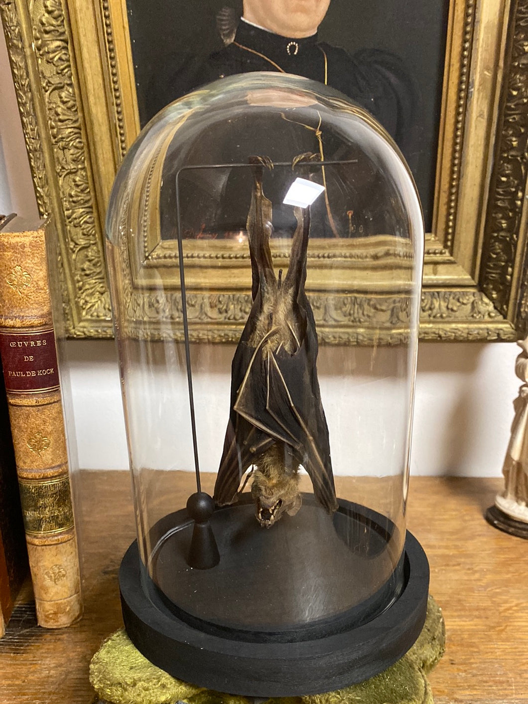 Chauve-souris eonycteris sous globe en verre