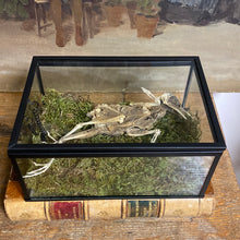 Charger l&#39;image dans la galerie, Petit oiseau momifié dans coffret en verre
