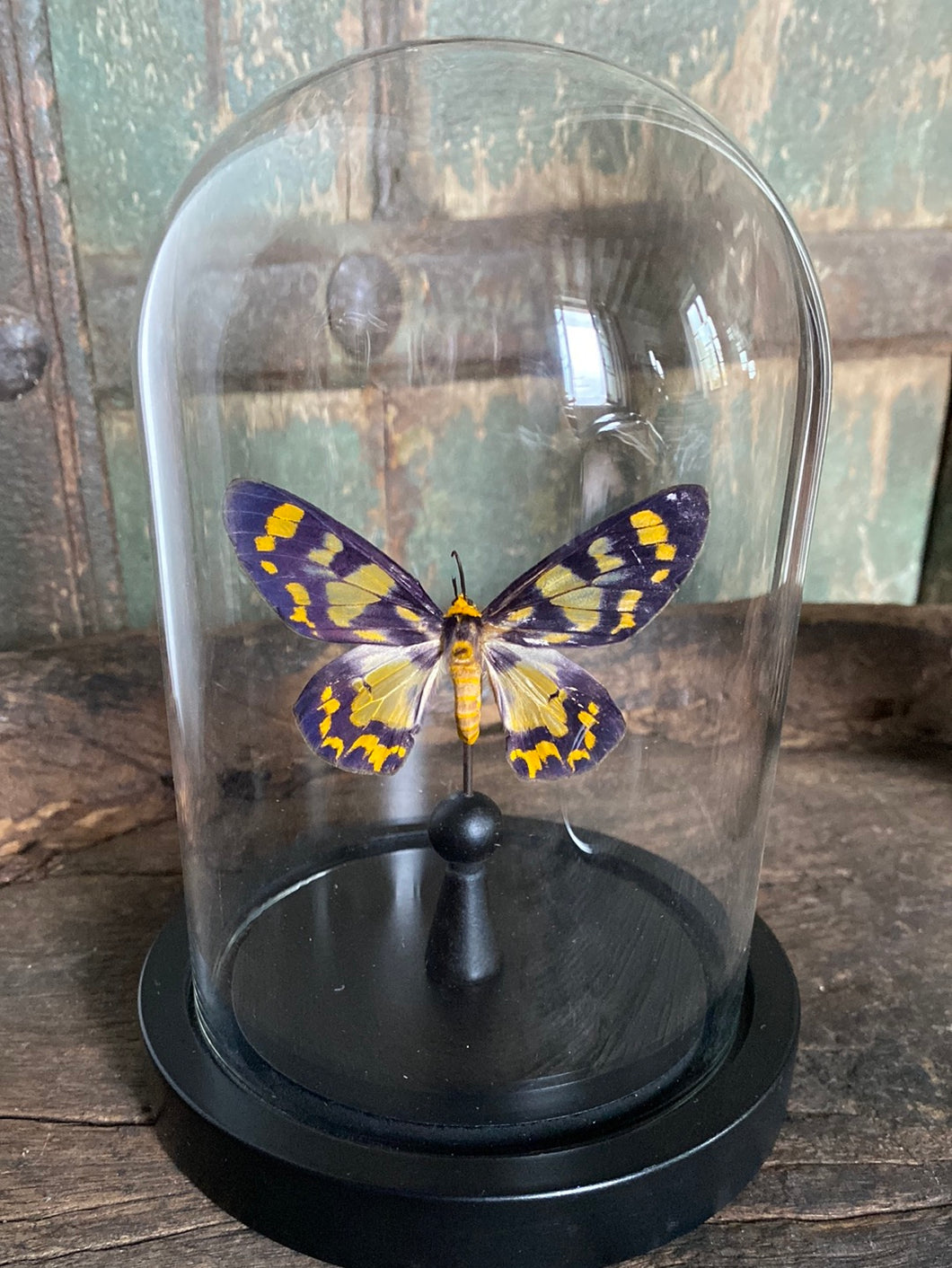 Papillon sous globe en verre