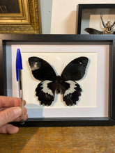 Charger l&#39;image dans la galerie, Cadre papillon « papilio gambrisius »
