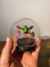 Charger l&#39;image dans la galerie, Globe bulle heterorrhina sexlaculata
