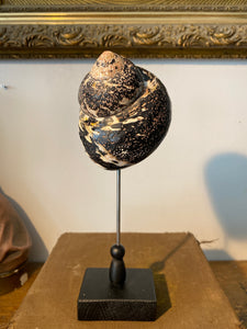 Coquillage cittarium pica