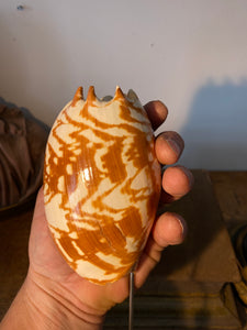 Coquillage voluta melo amphora