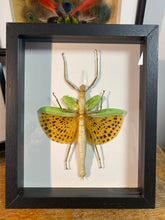 Charger l&#39;image dans la galerie, Cadre phasme géant
