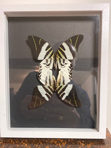 Cadre duo de papillons