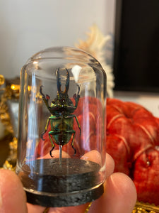 Petit globe contenant un Lampima adolphinae