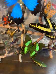 Envolée d’insectes sous globe napoléonien (ENVOI À ORGANISER AVANT ACHAT)