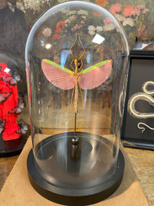 Globe phasme marmessoidea