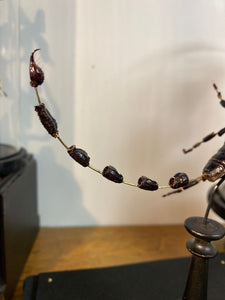 Eclaté de scorpion sous vitrine