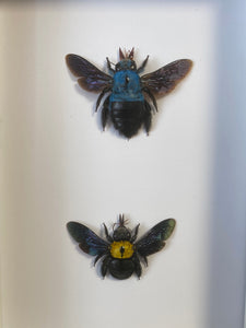 Cadre duo d’ abeilles charpentière