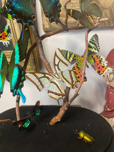 Envolée de papillons et libellules sous globe Napoleon 3, ENVOI IMPOSSIBLE