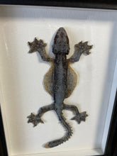 Charger l'image dans la galerie, Cadre gecko volant
