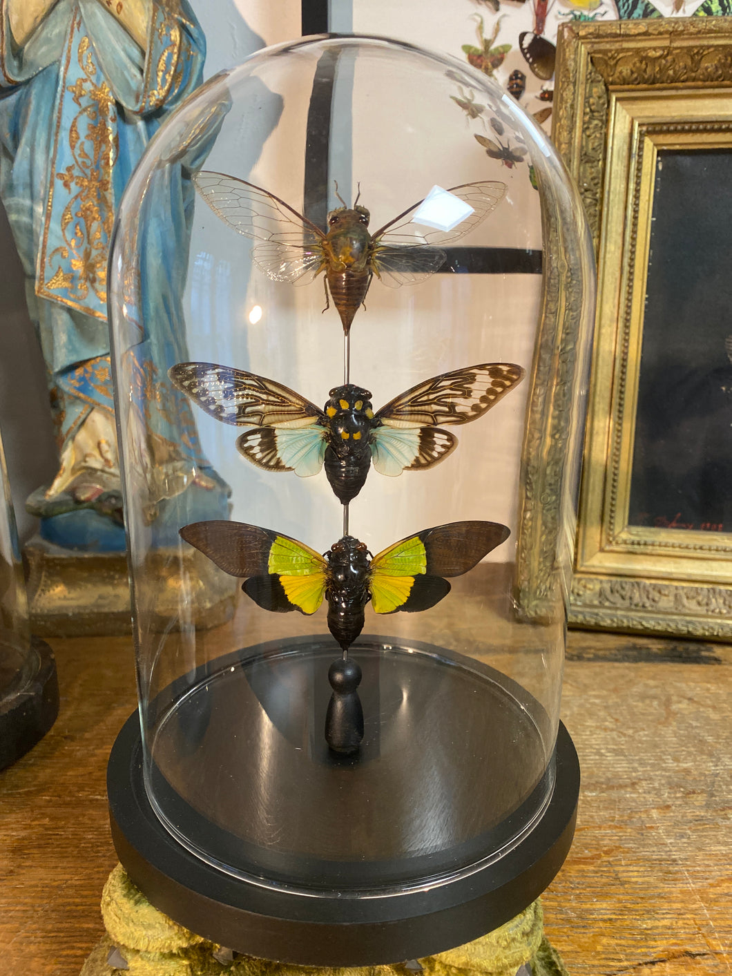 Globe trio de cigales