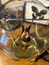 Charger l&#39;image dans la galerie, Véritable chauve-souris hipposideros diadema
